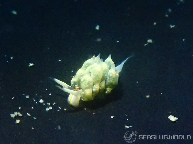 テングモウミウシ Costasiella kuroshimae