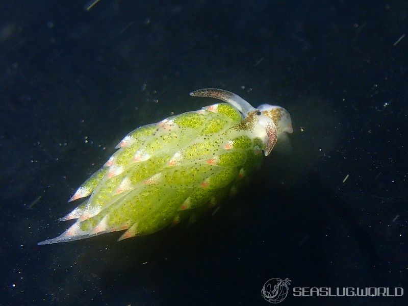 クサイロモウミウシ Costasiella paweli