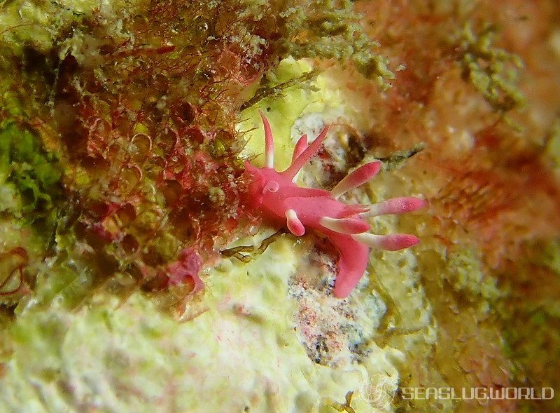 ミナミヒロウミウシ Ceratodoris nakamotoensis