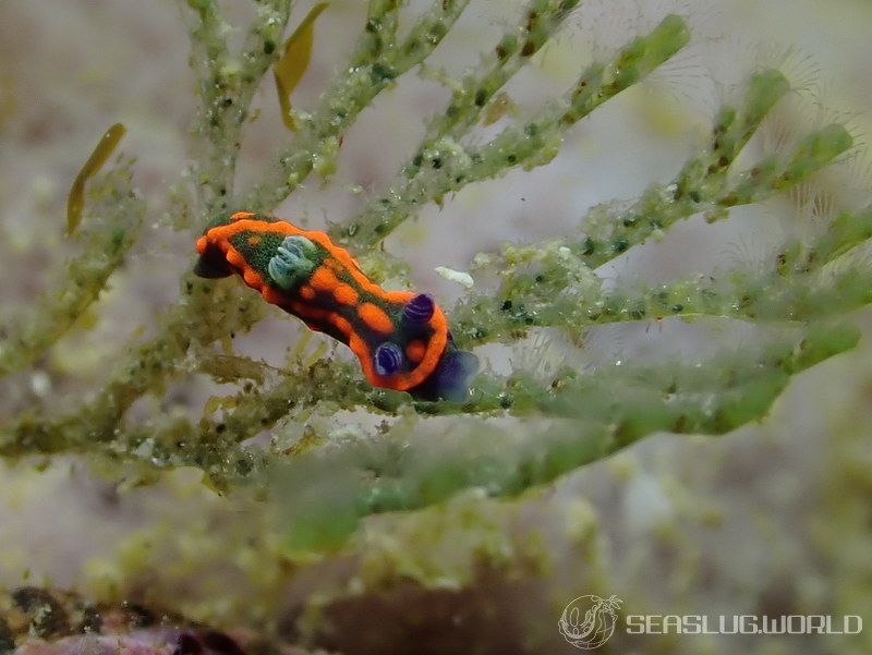 クロスジリュウグウウミウシ属の一種 3 Nembrotha sp. 3