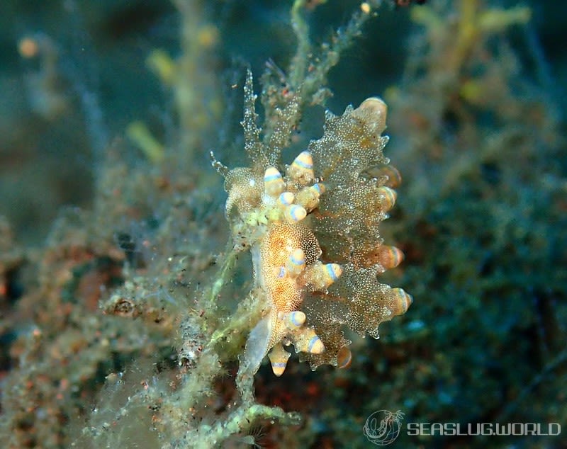 ツノトゲホリミノウミウシ Eubranchus rubropunctatus