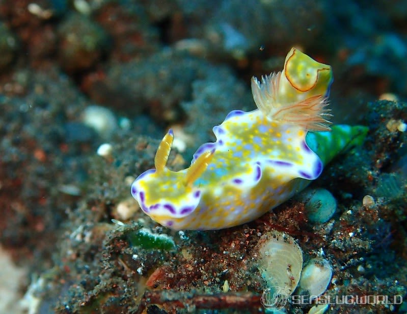 テヌウニシキウミウシ Ceratosoma tenue