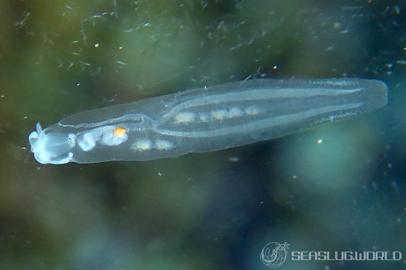 ササノハウミウシ Cephalopyge trematoides