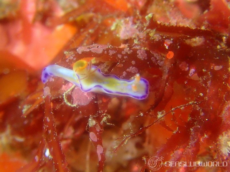 テヌウニシキウミウシ Ceratosoma tenue