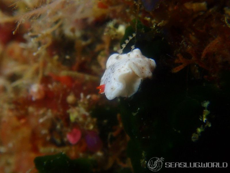 オトメウミウシ Dermatobranchus otome