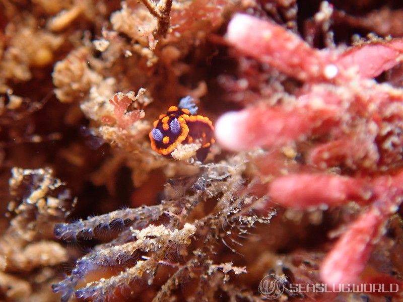 クロスジリュウグウウミウシ属の一種 3 Nembrotha sp. 3