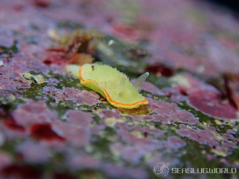 ミツイラメリウミウシ Diaphorodoris mitsuii