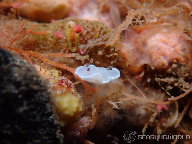 ジボガウミウシ Glossodoris misakinosibogae