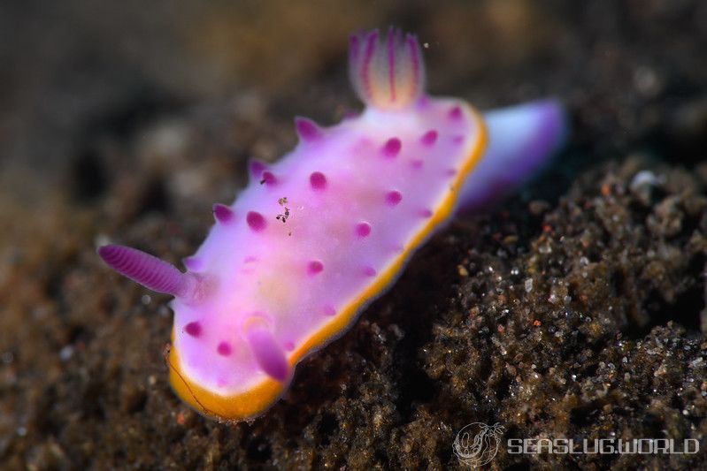 クリヤイロウミウシ Mexichromis mariei