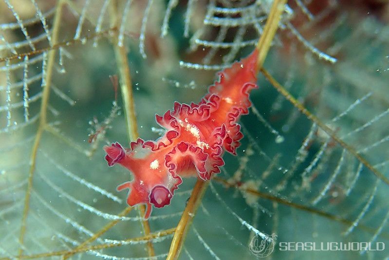 カーネーションウミウシ Lomanotus sp. 1