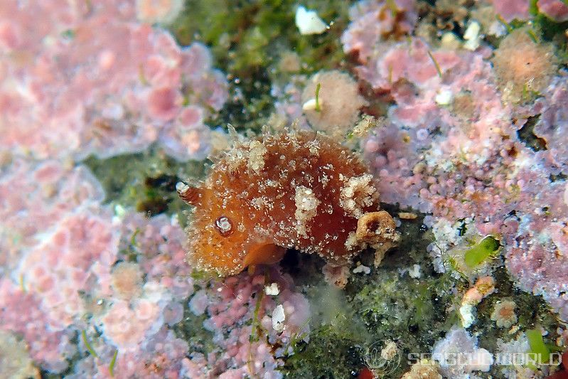 ヒメチシオウミウシ Thordisa sanguinea