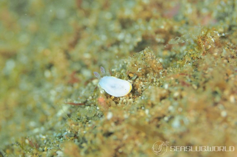 サラサウミウシ Goniobranchus sp.16