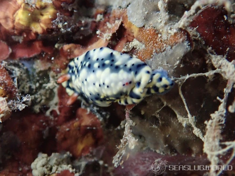 ホシゾラウミウシ Hypselodoris infucata