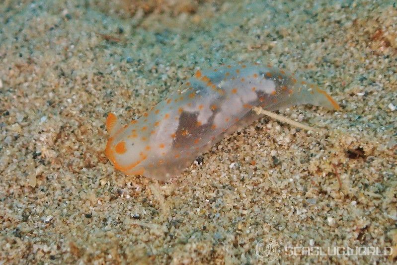 キヌハダウミウシ属の一種 18 Gymnodoris sp.18