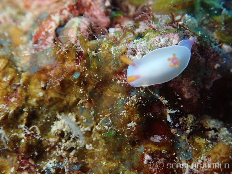 ゾウゲイロウミウシ Hypselodoris bullockii