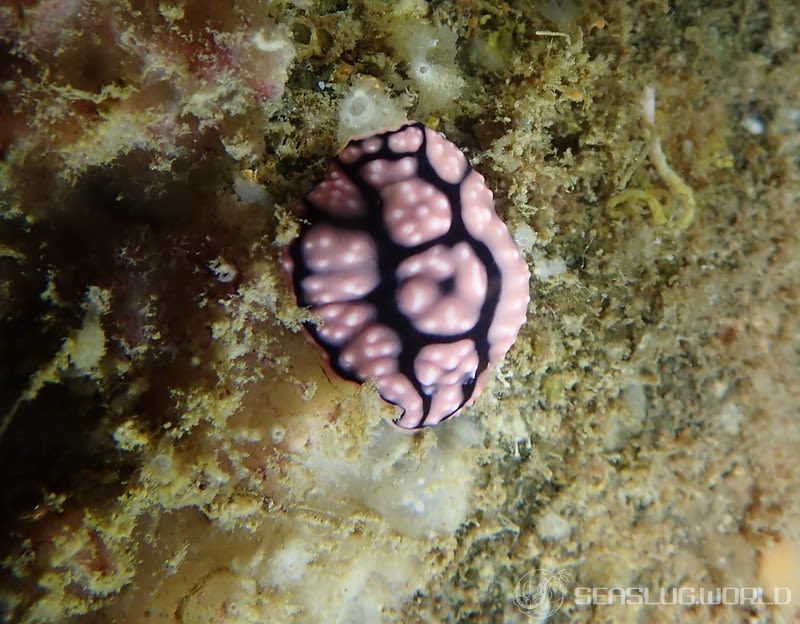 ワモンイボウミウシ Phyllidiella annulata