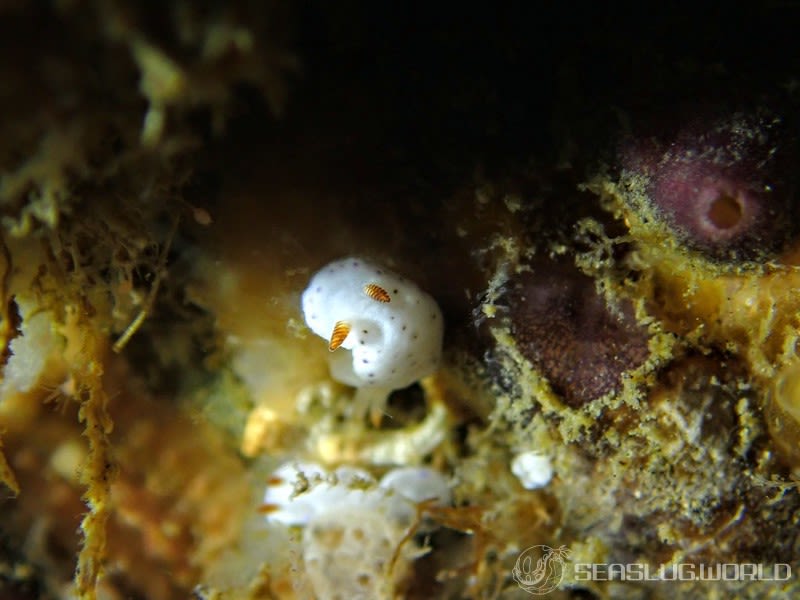 クボミイロウミウシ Hypselodoris lacuna