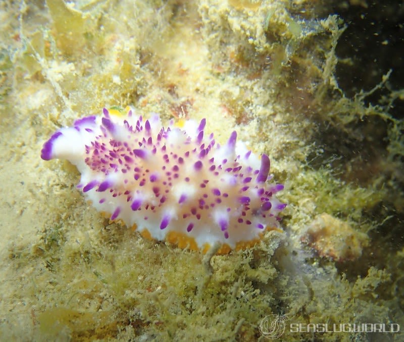 レンゲウミウシ Mexichromis multituberculata