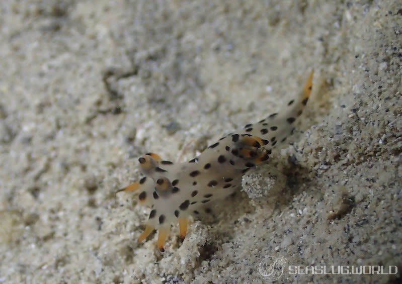 フジタウミウシ属の一種 2 Polycera sp. 2