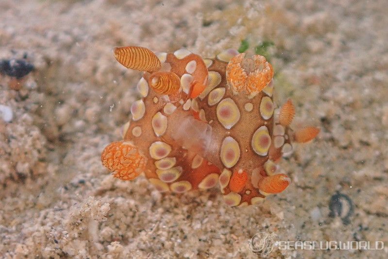 ニシキリュウグウウミウシ属の一種 5 Tambja sp. 5