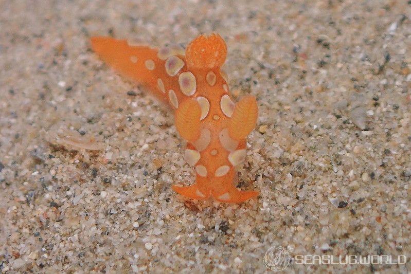 ニシキリュウグウウミウシ属の一種 5 Tambja sp. 5