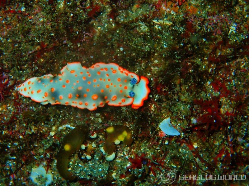 ハナオトメウミウシ Dermatobranchus ornatus