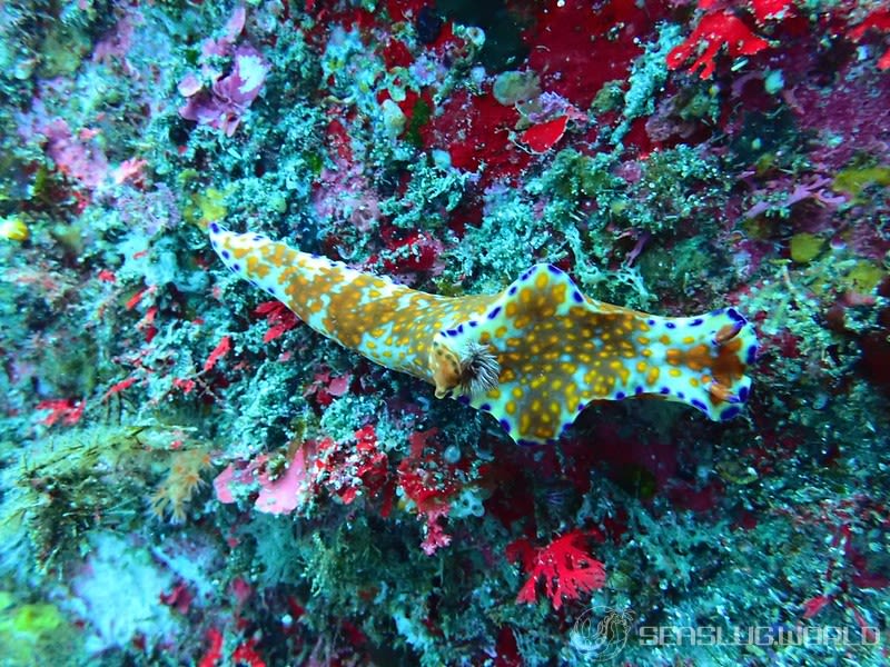 ニシキウミウシ Ceratosoma trilobatum