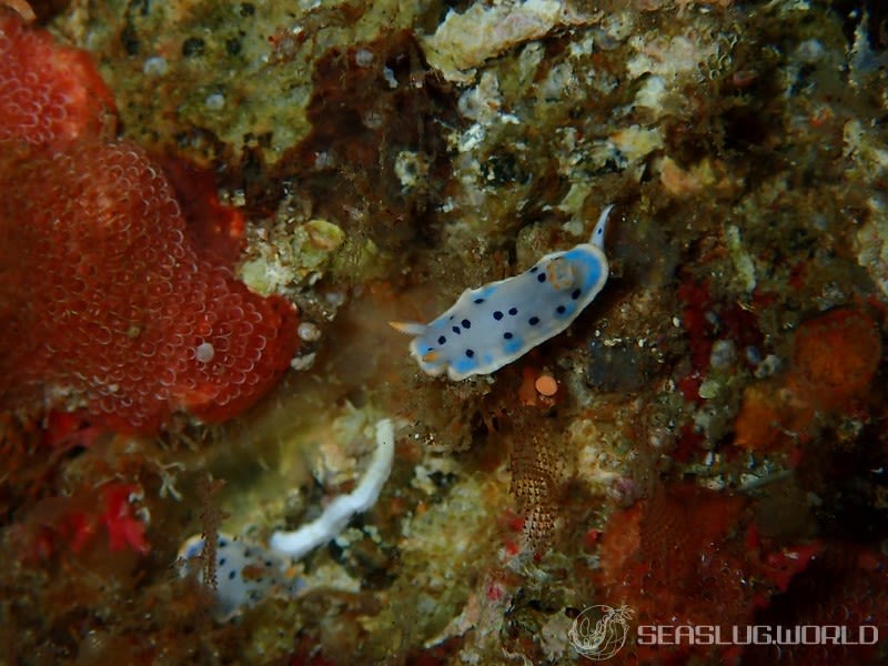 ウスイロウミウシ Hypselodoris placida