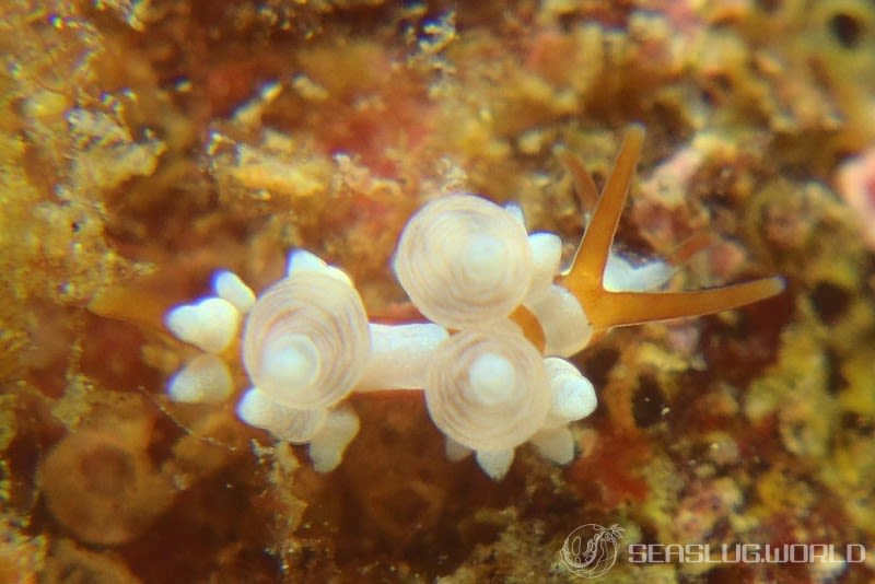 イナバミノウミウシ Eubranchus inabai