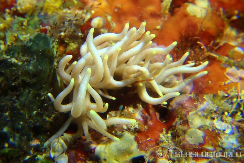 センジュミノウミウシ Phyllodesmium briareum