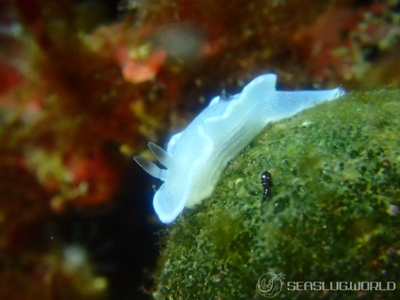 ジボガウミウシ Glossodoris misakinosibogae