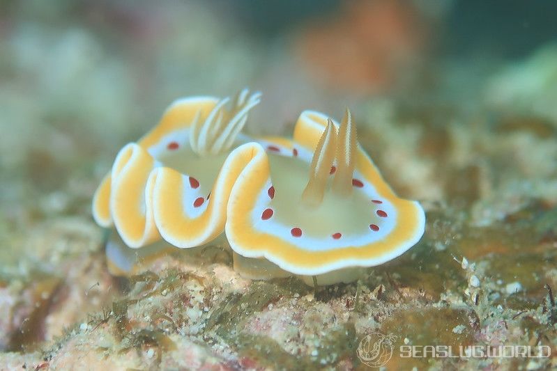 アカテンイロウミウシ Ardeadoris cruenta