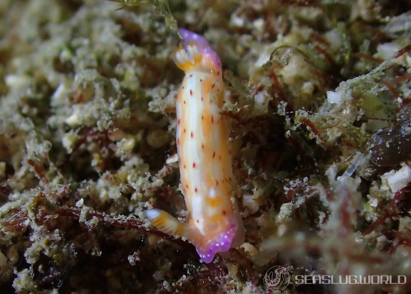 ニヨリセンテンイロウミウシ Hypselodoris maculosa