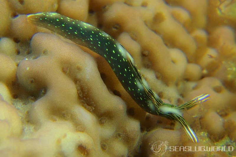 ハナミドリガイ Thuridilla splendens