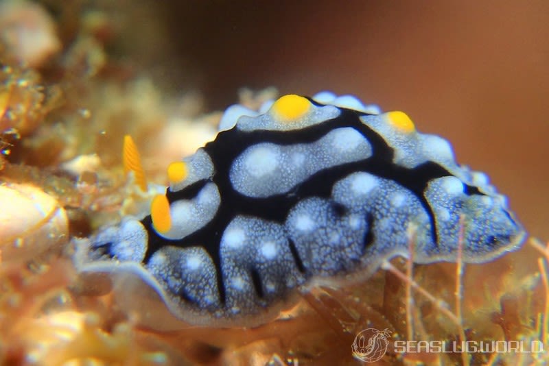 ボンジイボウミウシ Phyllidia exquisita