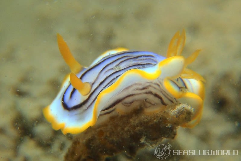 クロスジウミウシ Chromodoris sp. 6