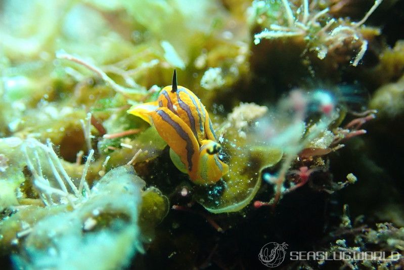 キマダラウミコチョウ Siphopteron tigrinum