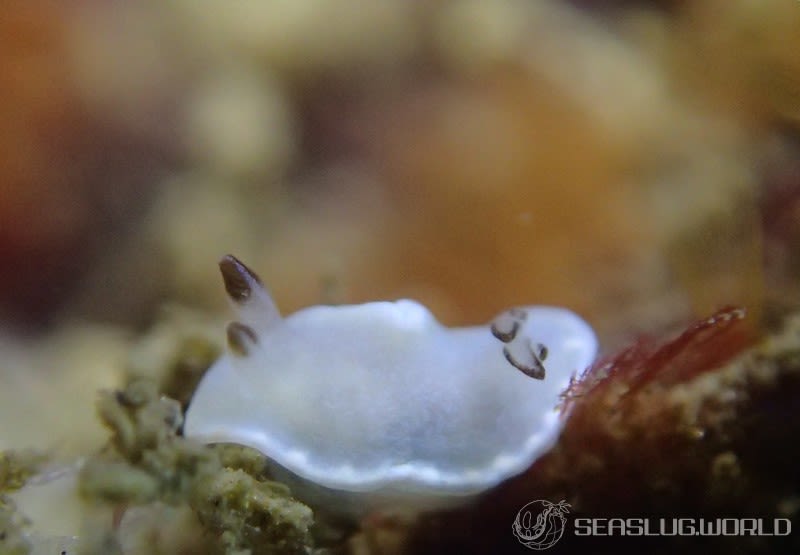 ジボガウミウシ Glossodoris misakinosibogae