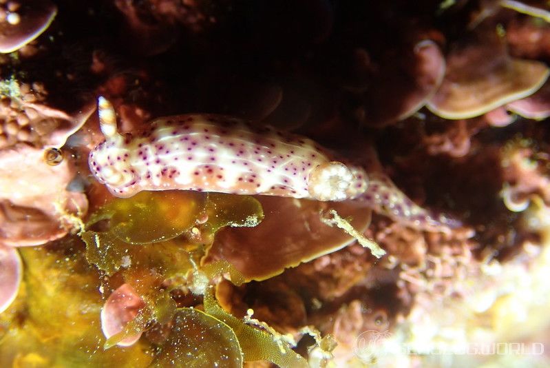 ニヨリセンテンイロウミウシ Hypselodoris maculosa