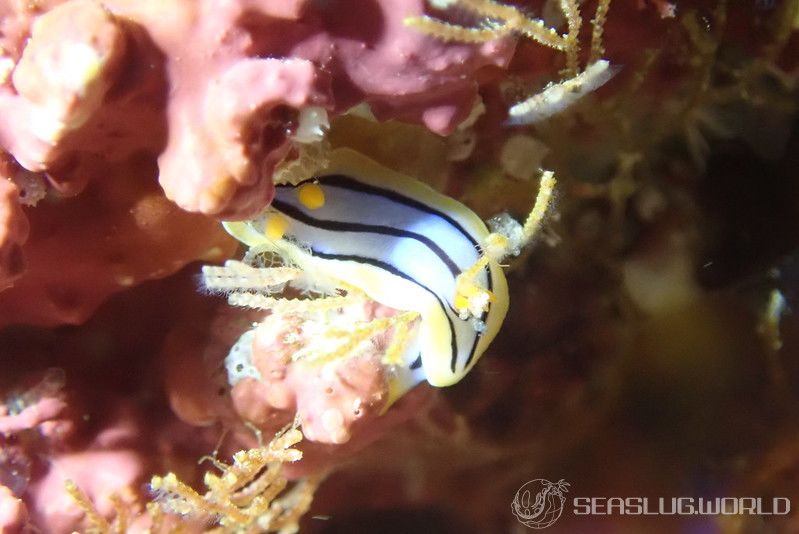 コールマンウミウシ Chromodoris colemani