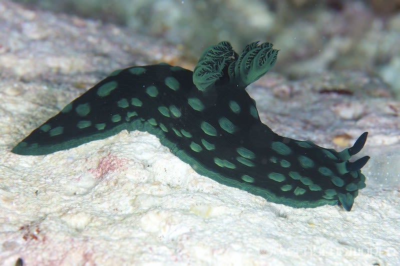 トサカリュウグウウミウシ Nembrotha cristata