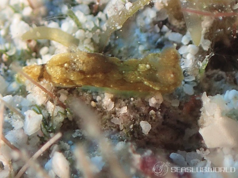 オウカンウミウシ Polycera japonica