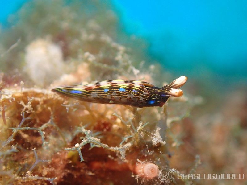 Thuridilla bayeri