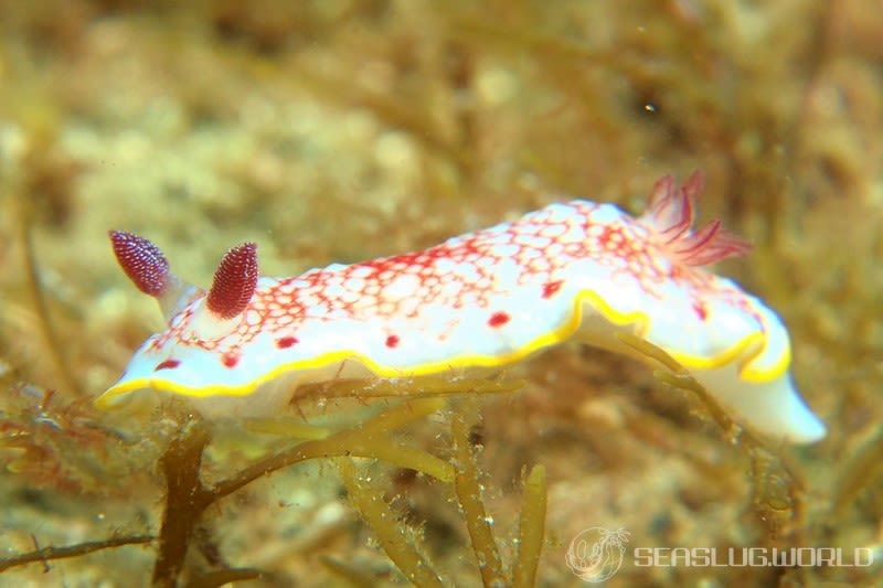 サラサウミウシ Goniobranchus sp.16