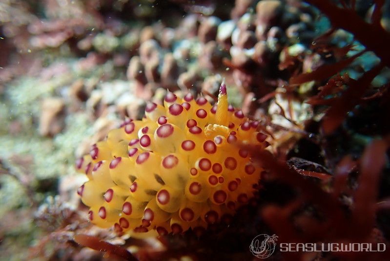 トゲトゲウミウシ Janolus tricellariodes