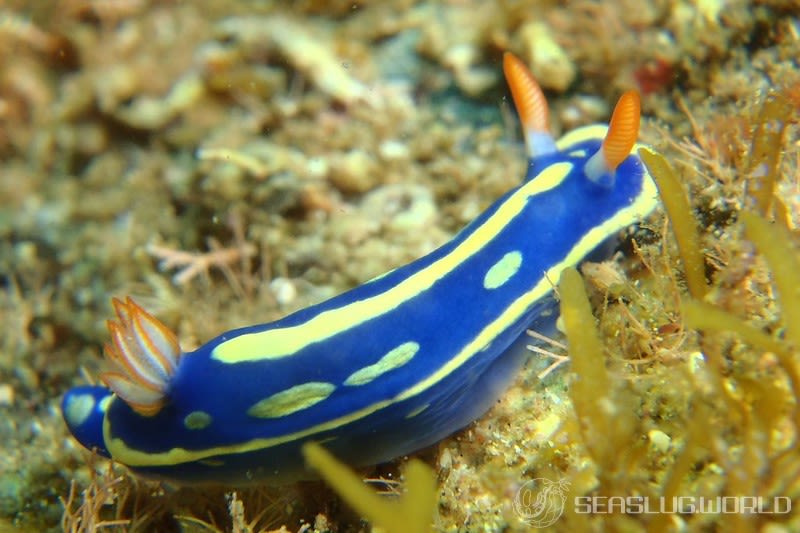 アオウミウシ Hypselodoris festiva