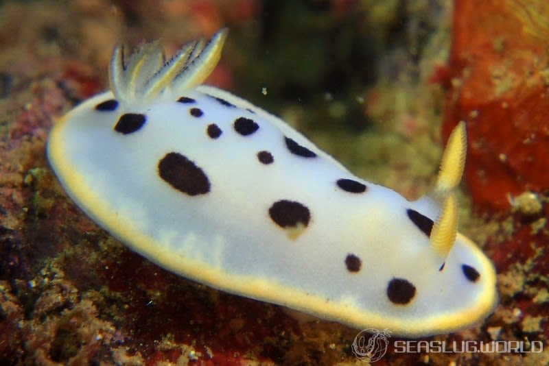 シロウミウシ Chromodoris orientalis