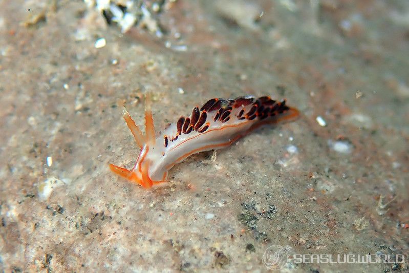 フタスジミノウミウシ Facelina bilineata