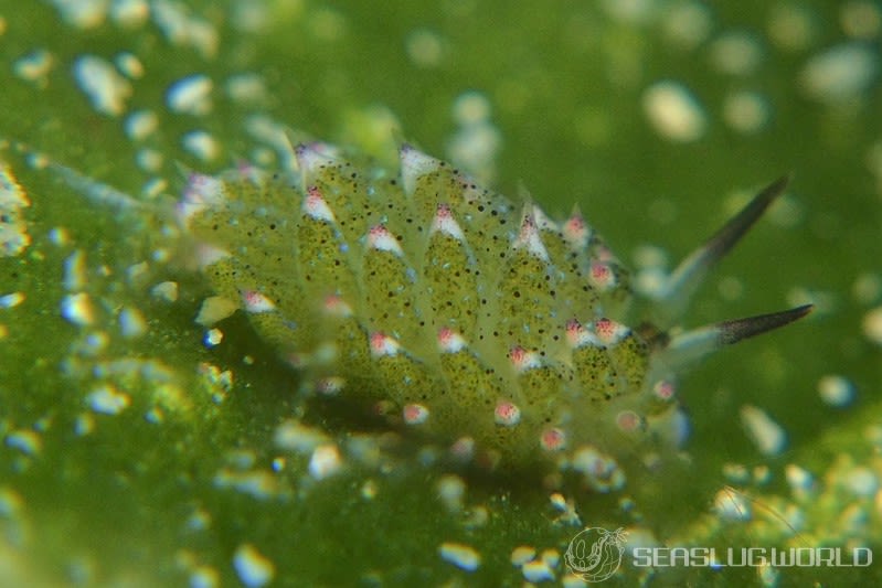 クサイロモウミウシ Costasiella paweli