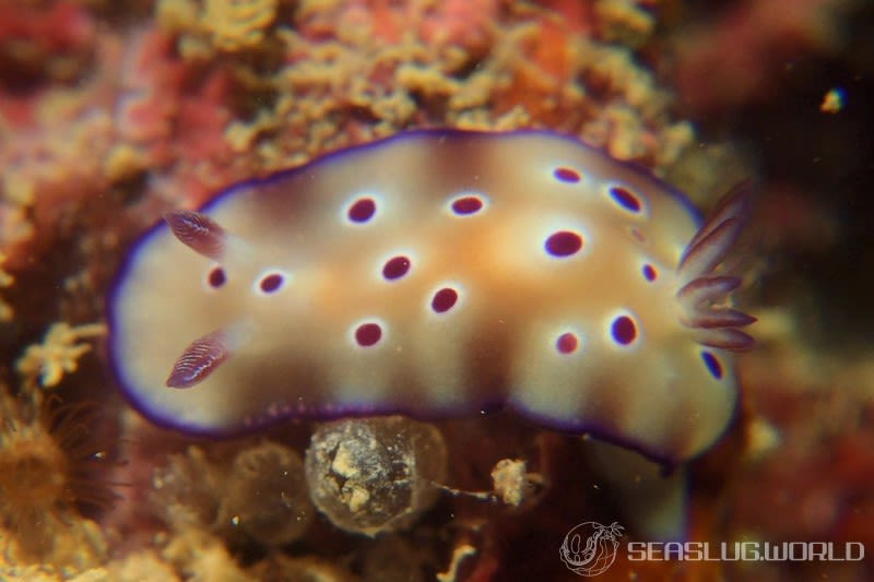 マダライロウミウシ Hypselodoris tryoni